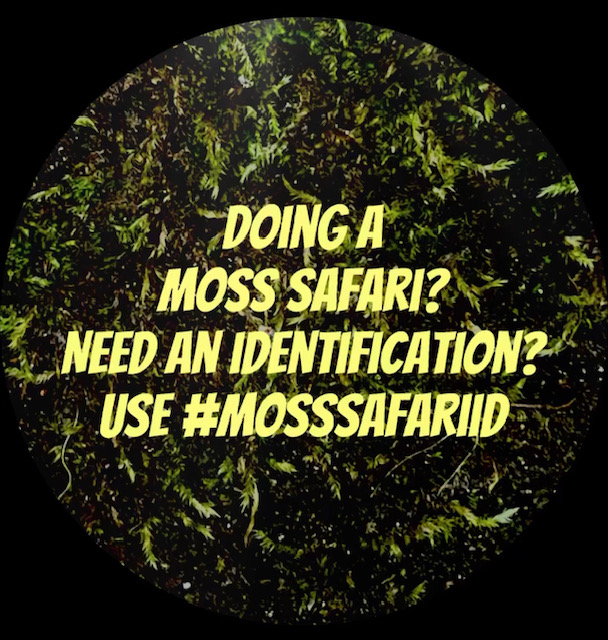 Moss Safari on Twitter