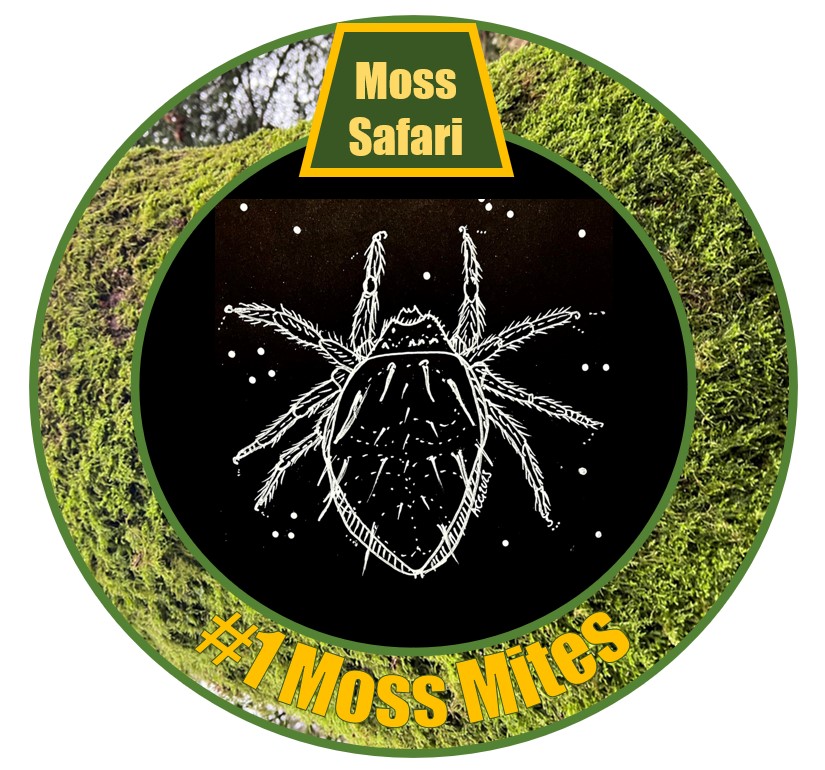 Moss Mites in focus