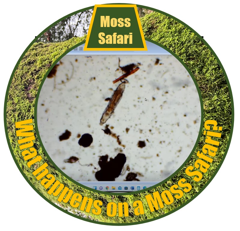 Moss Safari Live online: What happens?