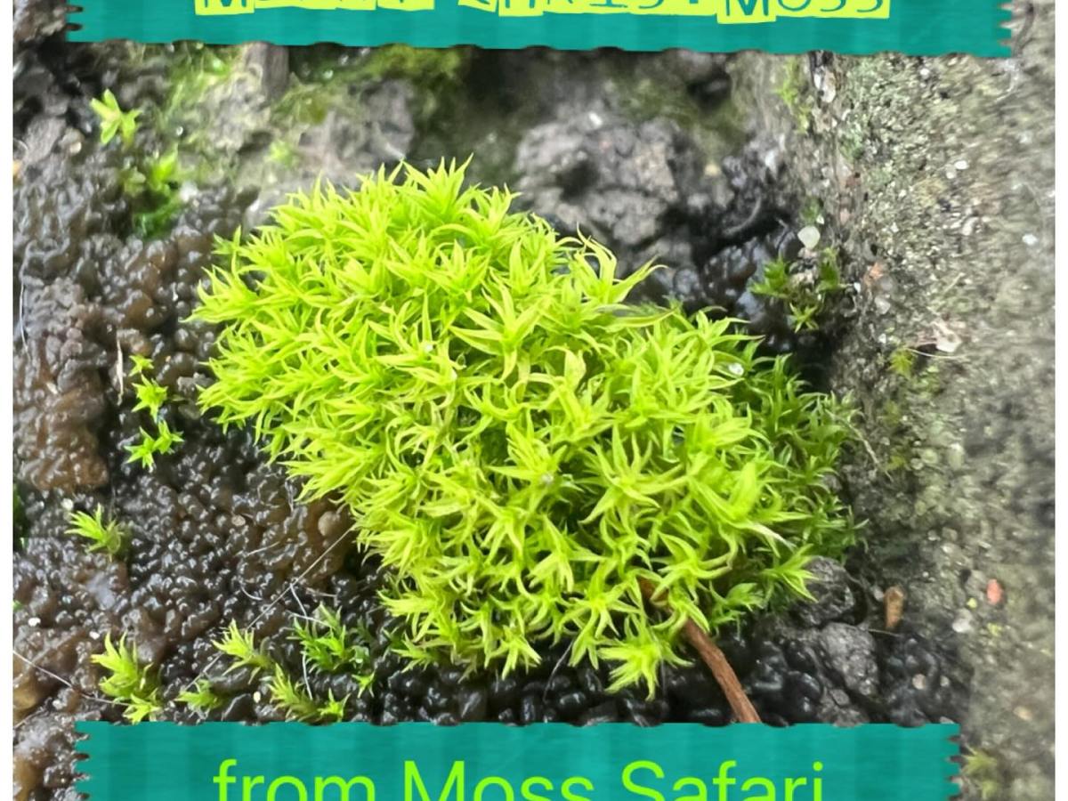Moss Safari Top Five Blogs 2023